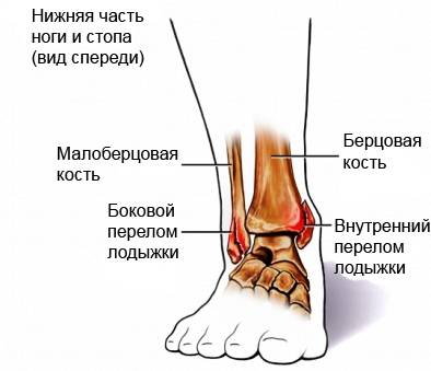 Строение щиколотки, строение синодального нерва,