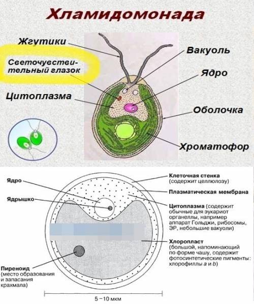 Рассмотри под микроскопом одноклеточных водорослей,найди хламидомонаду,хлореллу.как их отличить от д