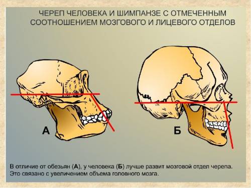 319.череп человека отличается от черепа других млекопитающих 1) наличием отверстия в затылочной кост