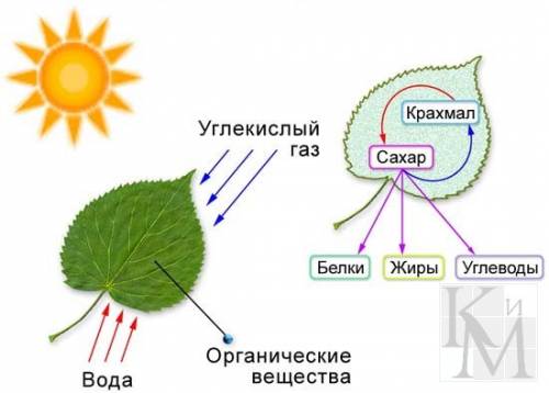 Влистьях улавливает солнечный свет необходимый для процесса фотосинтеза