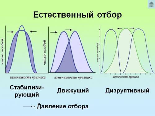 Биология 9 класс. . надо! ответьте на вопросы. 1) на какие виды подразделяется естественный отбор? 2