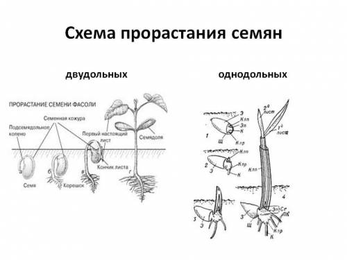 Как происходит прорастание семян! ?