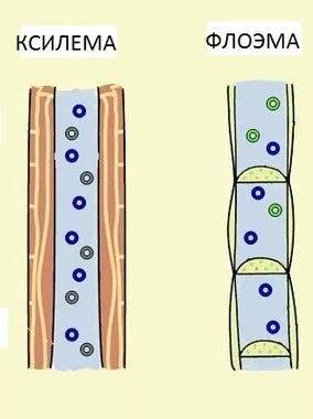 Что такое восходящий и нисходящий токи проводящей системы стебля? какую функцию они выполняют? каким