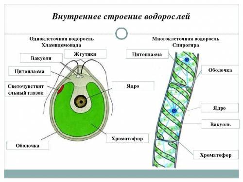 Вчём состоит отличие древних клеток зелёных водорослей от клеток цианобактерий?