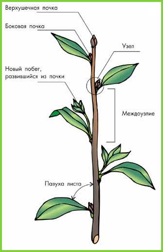 Почки растений, их строение и типы, почкорасположение. выполнить рисунки