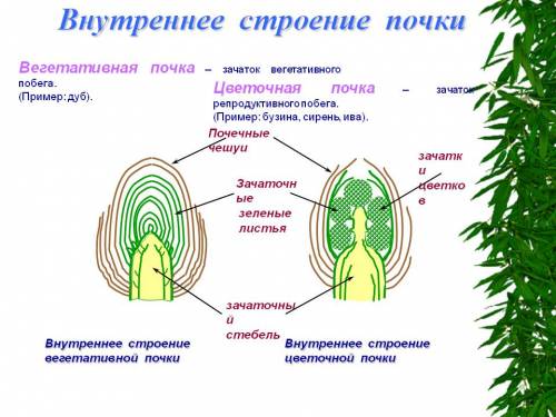 Почки растений, их строение и типы, почкорасположение. выполнить рисунки