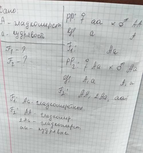 Какое потомство получится от скрещивании кудрявой морской свинки (рецессивный признак) с гомозиготно