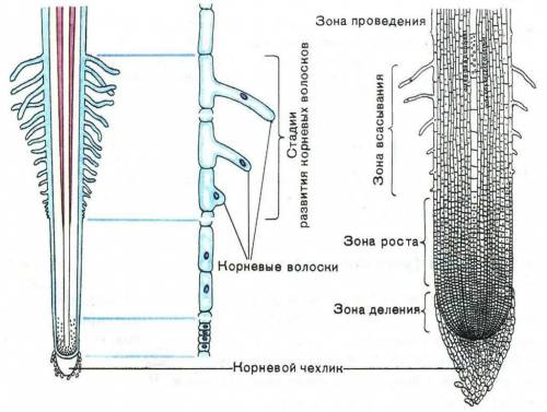 Как осуществляются рост корня и его продвижение в почве?