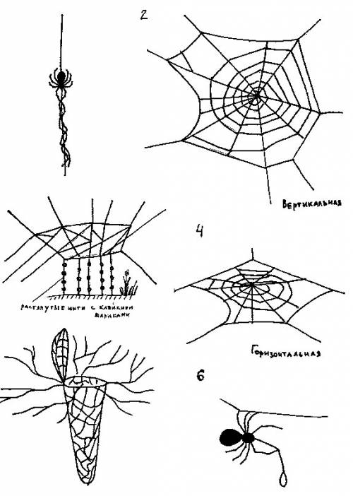 Что такое паутина? где вы ее видели чаще всего? напишите,как паук ее плетет и каковы ее особенности.