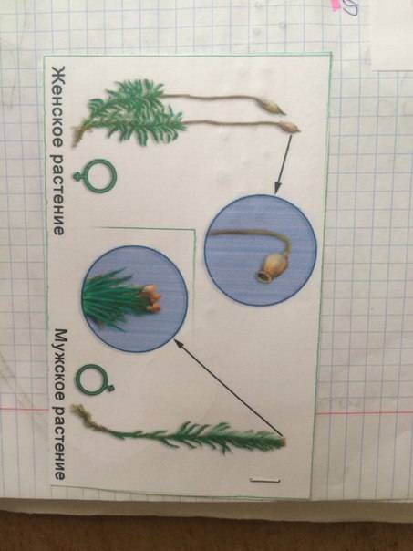 Строение мха лабораторная работа 1 рассмотрите растение мха .определите особенности его внешнего стр