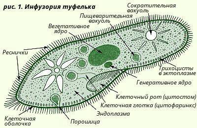 Ассмотри рисунок. 1.jpg выбери функцию органеллы, обозначенной цифрой 1. выведение лишней жидкости р