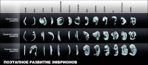 Зародышевое сходство и различие человека, саламандры, черепахи, рыбы, крысы. на стадиях дробление, г