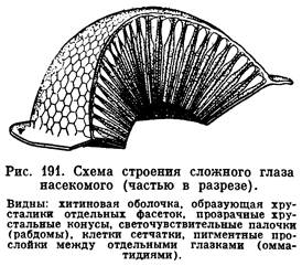 Строение глаза у насекомых. рисунок