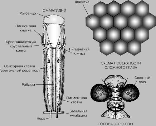 Строение глаза у насекомых. рисунок