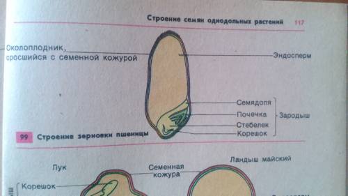 Сравните строение семени фасоли и зерновки пшеницы. что у них общего? чем они отличаются? сделай выв