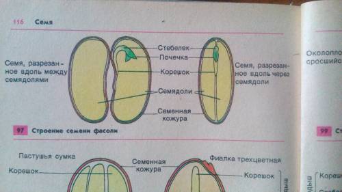 Сравните строение семени фасоли и зерновки пшеницы. что у них общего? чем они отличаются? сделай выв