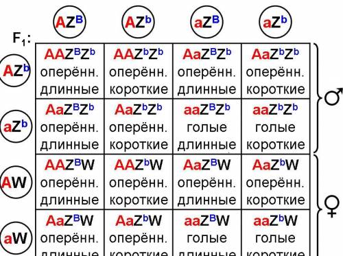 (решить ): у полярной совы оперенные ноги доминируют над голыми. этот признак контролируется аутосом