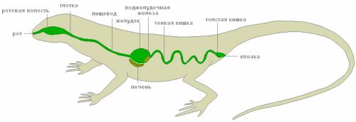 Мартышка и варан пищеварительная система!