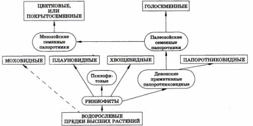 Составьте схему происхождение и эволюция высших растений.подробнее написано во вложении: ) мне зав