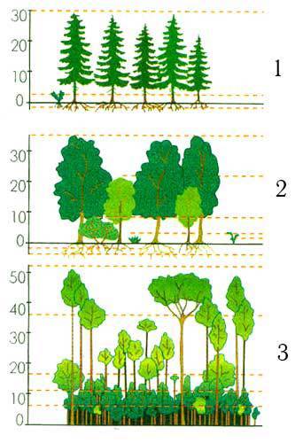 Вприродном обществе ярусы.подпишите надземные ярусы: 1 2 3 4 подземные ярусы: 1 2 3