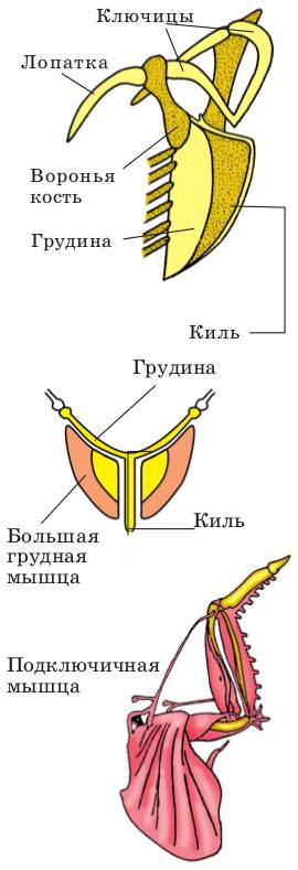 Скелет и мускулатура птиц. особенности внутреннего строения и процессов жизнидеятельности