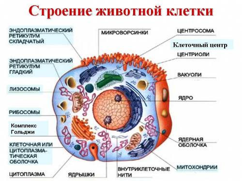 Напишите строение растительной и животной клетки