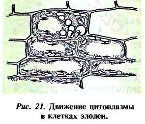 Нарисуйте любые клетки.подпиши,какому живому организму они принадлежат.