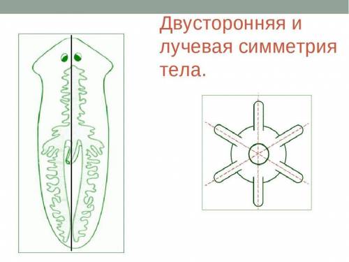 Какие животные имеют двустороннюю симметрию тела?