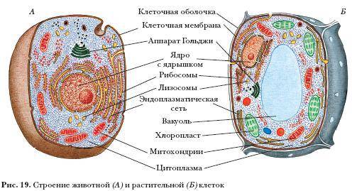 Сравните строение растительной и животной клеток, о чем свидетельствует их сходство?