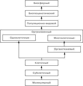 Какие уровни организации характерны для живой материи? на основании каких критериев они выделяются