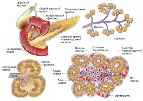 Вклетках поджелудочной железы содержатся