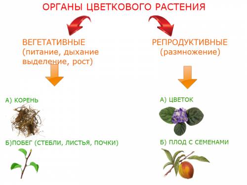 Составить схему органы цветкового растения !