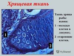 Что образует хрящевая,костная,и собственно соединительная ткани? особенно строения !