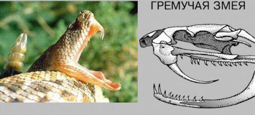 Вчём отличие строения зубов у змей и крокодилов?