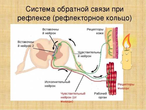 Обьясните необходимость наличия обратных связей в нервной системе.