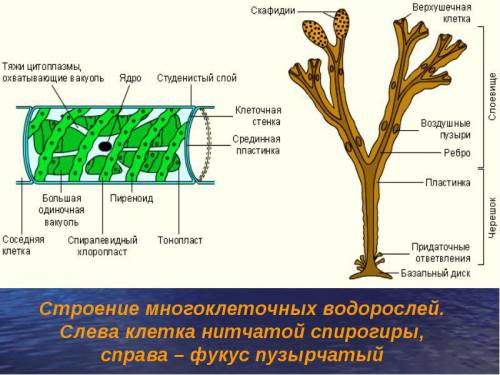 Из каких частей состоит клетка спирогиры из каких частей состоит клетка спирогиры