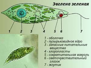 Назовите органоиды эвглены зеленой, которые отсутствуют у амебы обыкновенной