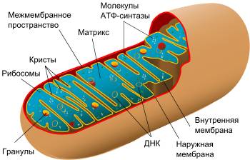 Особиности страения органойда метохрндрия