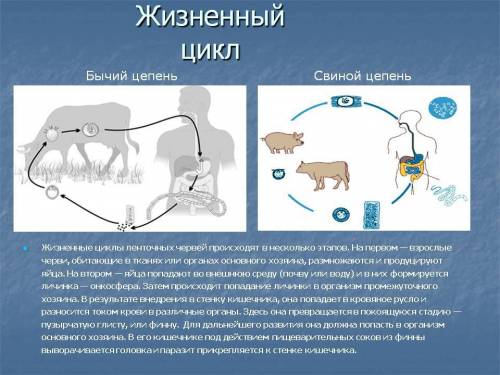 Составить цикл развития свиного цепня.