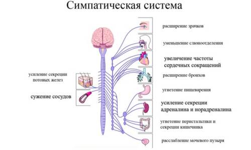 Расскажите самое основное по нервной системе(кратко)