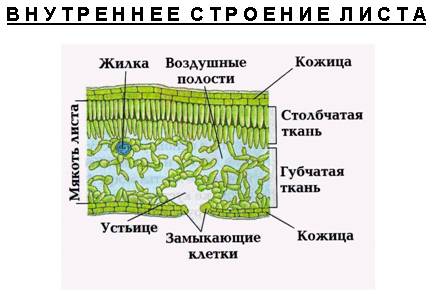 Зарисуйте внутреннее строение листа ( скиньте схему)