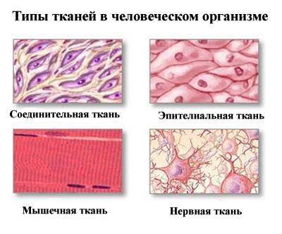 По каким признакам различают ткани у организмов?