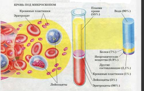 Рассмотрите препараты крови человека и лягушки. обратите внимание на форму эритроцитов при рассматри