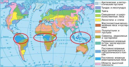 На каких материках имеется зона влажных экваториальных лесов? на каком из них она занимает самую бол