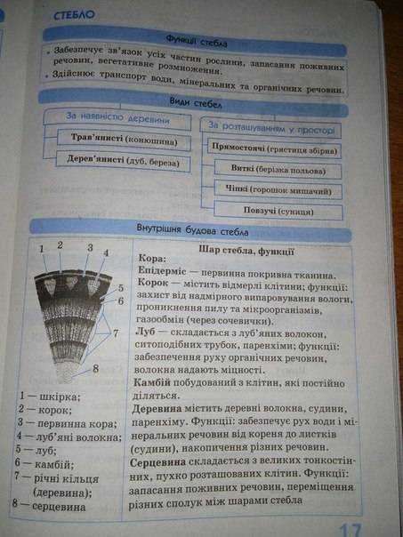 Рассмотри подпиши рисунок внутреннего разреза стебля