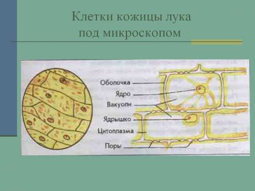 Зарисуйте кожицу лука под микроскопом отдельно зарисуйте устице сделайтинадписи к рисунком