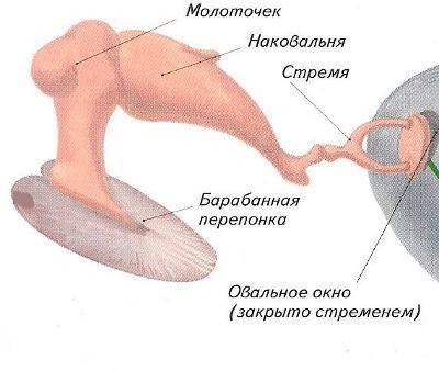 Какими цифрами обазначены слуховые косточки ? как они называются ?