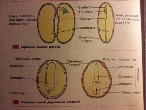 Много . легкое, только обьеснить как понять двудольные и однодольные орастения