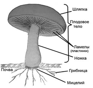 Нарисуйте шляпочный гриб по биологии 7 класс