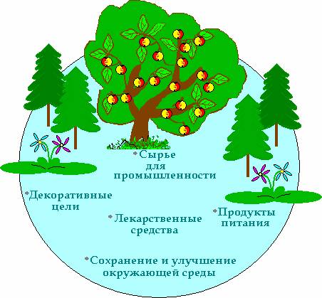 Илюстрация где растение играет важную роль